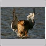 Anas platyrhynchos - Stockente 13.jpg